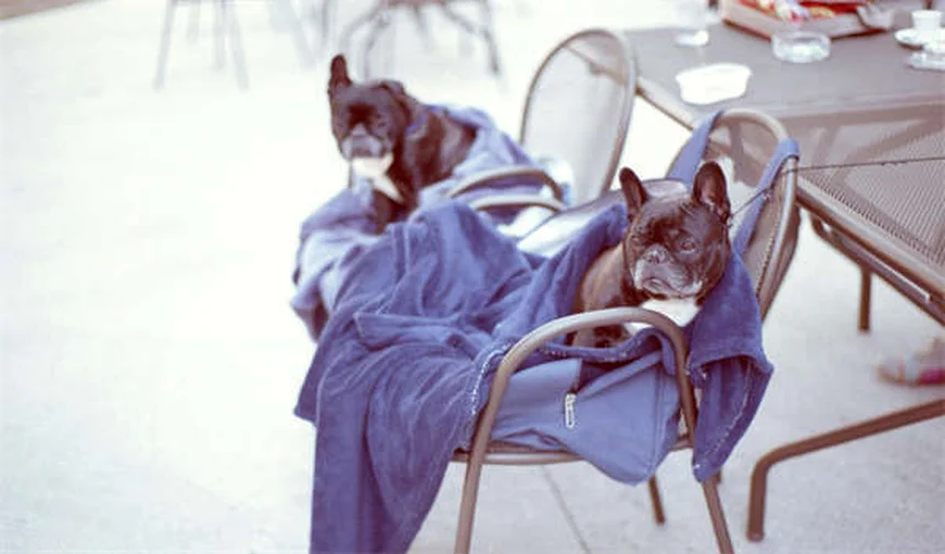 猫の歯磨きを成功させる6つの簡単ステップ