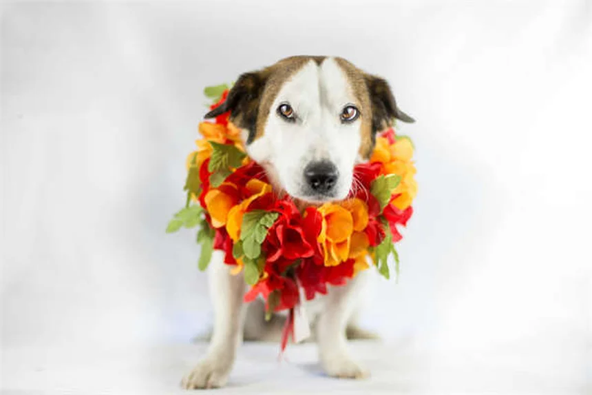 猫にマタタビを与えるとどうなる？効果と安全性を徹底解説